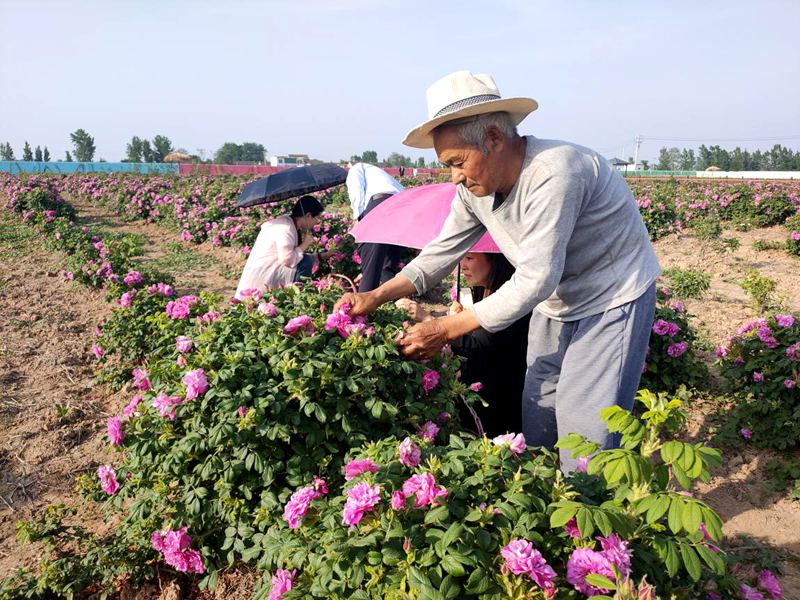 河南杞县：浪漫玫瑰醉游人 花瓣片片富乡亲